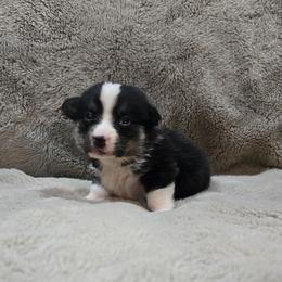Brown Collar Male - Black and tan male Pembroke Welsh Corgi puppy in Tenino, Washington from LoneStar Corgis NW