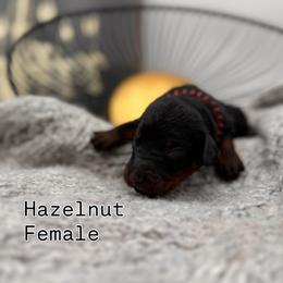 Hazelnut - Tri-color female Bernedoodle puppy in Ocala, Florida from Bernedoodles of Florida