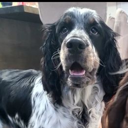 Benelli - English Springer Spaniel