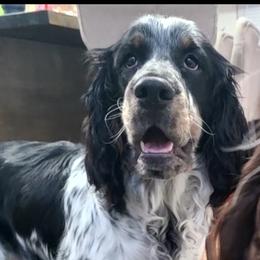 Benelli - English Springer Spaniel