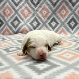 Boy 3 - Piebald male Dachshund puppy in Hoover, Alabama from Tide Town Doxies