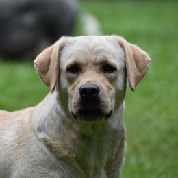 Vienna - Labrador Retriever