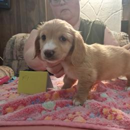 Akc Josie F 1 - Cream female Dachshund puppy in Penn Run, Pennsylvania from Shannon’s Dachshunds