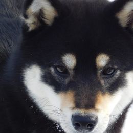 Piper - Shiba Inu