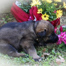 German Shepherd Puppies from Stonewick German Shepherds