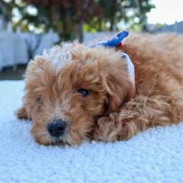 Apollo - Red male Cavapoo puppy in Apopka, Florida from Rae Precious Puppies