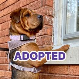 Oma - Black and tan Companion Cross puppy in Indianapolis, Indiana from The Sharpeagle Barkery