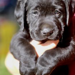 Jack Russell Terrier and Labrador Retriever Puppies from Canine Assist
