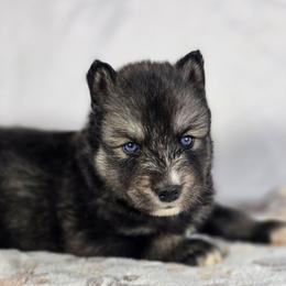Kirito - Agouti and white male Siberian Husky puppy in Buckeye, Arizona from Anime Huskies