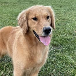 Belgian Sheepdogs and Golden Retrievers from Wildmour Kennels