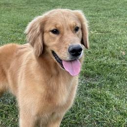 Belgian Sheepdogs and Golden Retrievers from Wildmour Kennels
