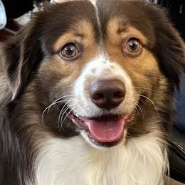 Euler - Miniature Australian Shepherd