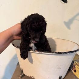 Kentucky - Parti male Poodle puppy in Florence County, South Carolina from Modern Family Standards