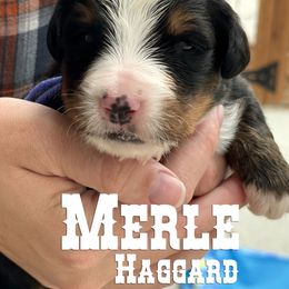 Bernese Mountain Dog Puppies from Faith and Family Farm