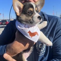 American Corgi and Pembroke Welsh Corgi Puppies from High Cotton Corgis