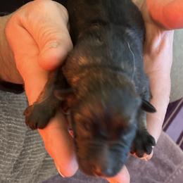 Pretty dark Sable girl - Sable female German Shepherd puppy in Grantsville, Utah from Vom Haus Denfors K9 - Working German Shepherds