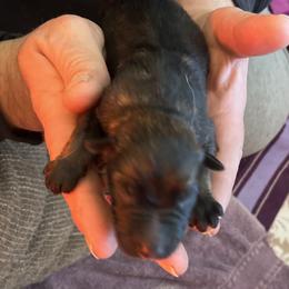 Pretty dark Sable girl - Sable female German Shepherd puppy in Grantsville, Utah from Vom Haus Denfors K9 - Working German Shepherds