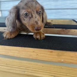 Curt - Dapple male Dachshund puppy in Mountain Home, Arkansas from Furry Friends Kennel