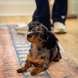 Dachshund All Grown Up from Mini Doxies Love