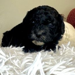 Girl 4 - Black and white female Bernedoodle puppy in Russiaville, Indiana from Pleasant Creek Minibernedoodles