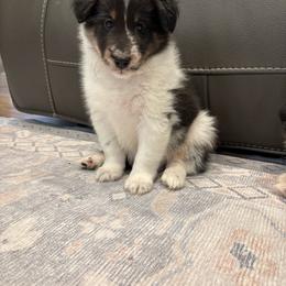 Tiger - White blue merle and tan male Shetland Sheepdog puppy in Oakley, California from SquiresShelties