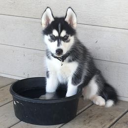 Siberian Husky Puppies from Texas Siberian Husky Kennels