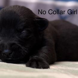 No Collar - Black female Labrador Retriever puppy in Lincoln, Nebraska from Labrador Retriever Breedings