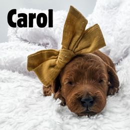 Carol - Red  female Goldendoodle puppy in Eagle Mountian, Utah from The Puppy Family