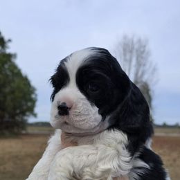 Fiona - Black and white female Cocker Spaniel puppy in Florence, South Carolina from Reddick's American Cocker Spaniels