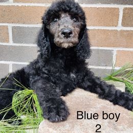 Poodle Puppies from Honeycutt Akc Standard Poodles