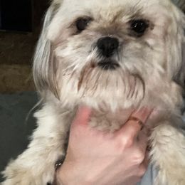 Opal - Shih Tzu