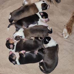 English Shepherd Puppies from ThreeDarkBays English Shepherds