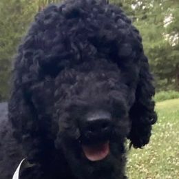 Kiki - Labradoodle