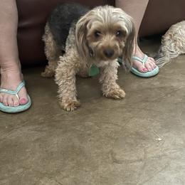 Shorkie All Grown Up from Roover's Oklahoma Shorkies