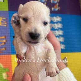 Black collar - Cream male Dachshund puppy in Orem, Utah from Miekca’s Dachshunds