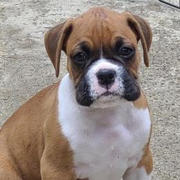 Boxers from Bega Boxers