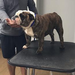 Rogue - Bulldog