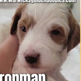 Iron Man- Red Collar - Parti male Goldendoodle puppy in Fort Worth, Texas from Stacy Warwick