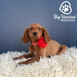 Aura - Sable female Goldendoodle puppy in Utah County, Utah from Big Hearted Breeders