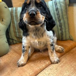 Cobalt - Black white and tan English Springer Spaniel puppy in Park Rapids, Minnesota from Lakeside Summit Springers