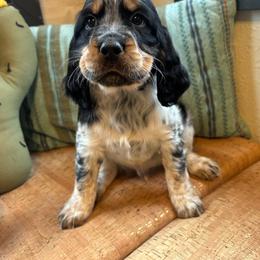 Cobalt - Black white and tan English Springer Spaniel puppy in Park Rapids, Minnesota from Lakeside Summit Springers