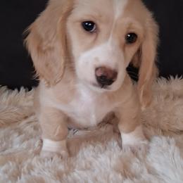 Krewe - Cream male Dachshund puppy in Scottsdale, Arizona from Stacie's Charming Doxies