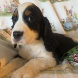 Harper - Black white and tan female English Springer Spaniel puppy in Palmdale, California from Legacy