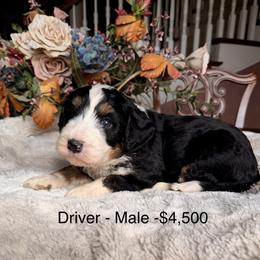 Driver - Tri-color male Bernedoodle puppy in Royse City, Texas from Platinum Bernedoodles of Texas