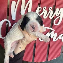 Coal - Black and white male English Springer Spaniel puppy in Wilmer, Alabama from Southbend Springers