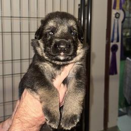 Storm - Black and tan male German Shepherd puppy in Mahopac, New York from Patmar German Shepherds