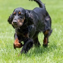 Chelsea - Gordon Setter