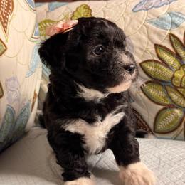 Girl1 06012026 - Black female Maltipoo puppy in Bakersfield, California from Silvia's Maltipoos