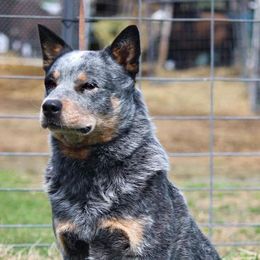 HARVEY - Australian Cattle Dog