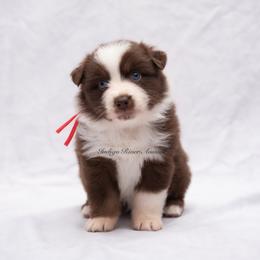 Elsy - Red tri female Miniature Australian Shepherd puppy in Lacombe, Louisiana from Indigo River Aussies